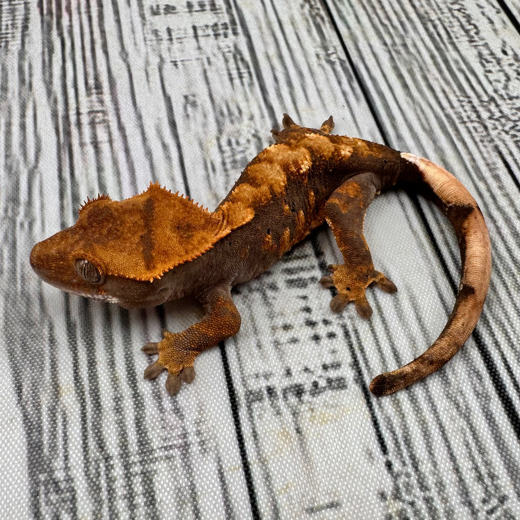 Harlequin Unsexed Crested Gecko (#R5)