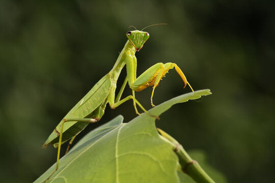Giant African Mantis (Sphodromantis Viridis) - Nymph