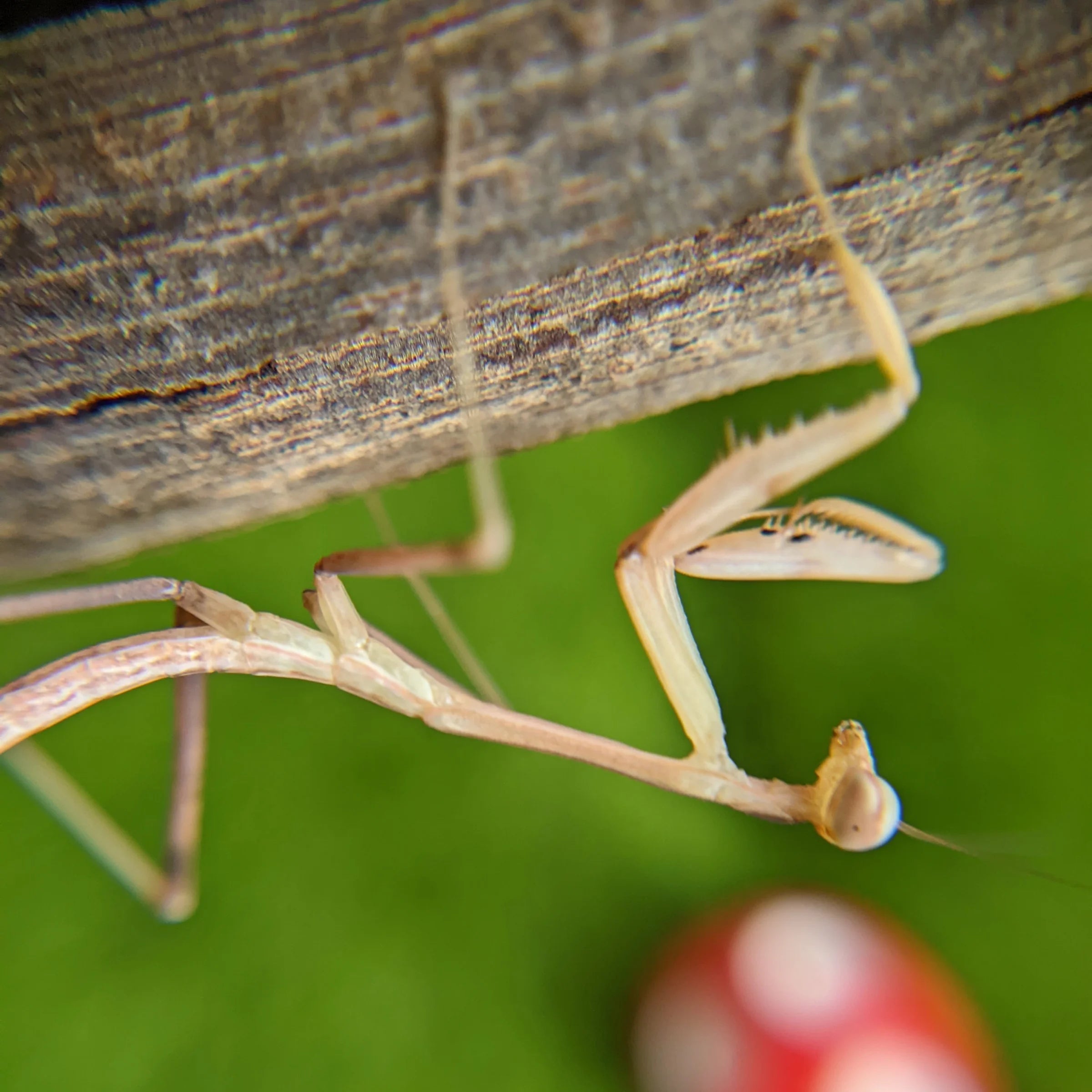 Giant Asian Mantis – Nymph (Hierodula membranacea)
