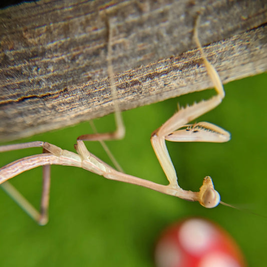 Giant Asian Mantis – Nymph (Hierodula membranacea)