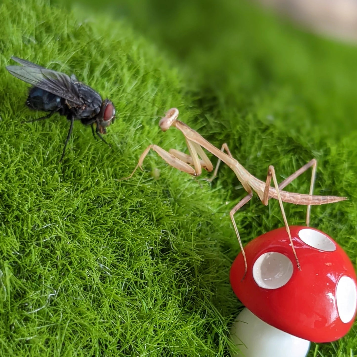 Giant Asian Mantis – Nymph (Hierodula membranacea)