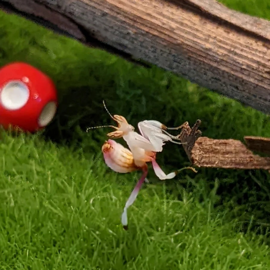 Orchid Mantis – Nymph (Hymenopus coronatus)