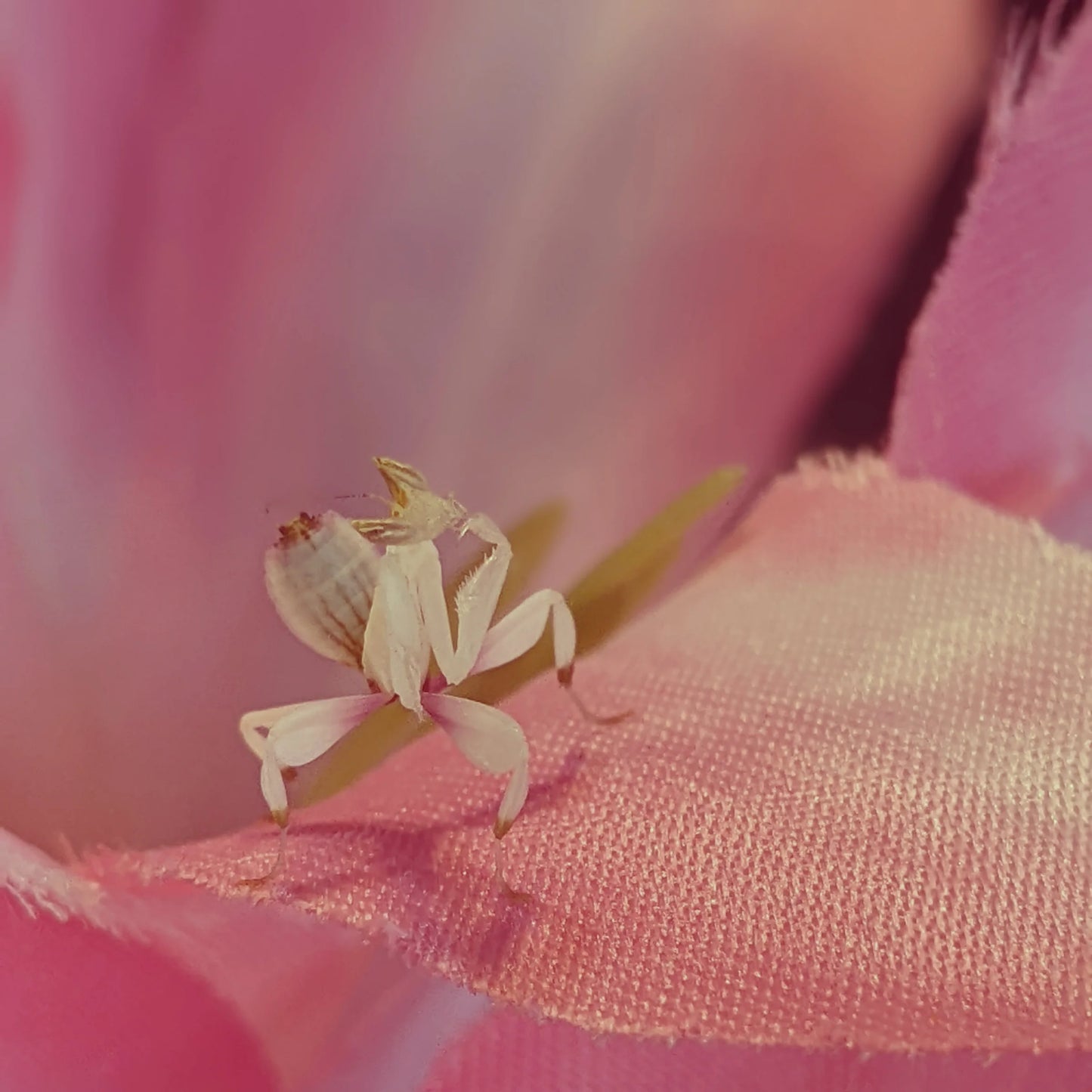 Orchid Mantis – Nymph (Hymenopus coronatus)