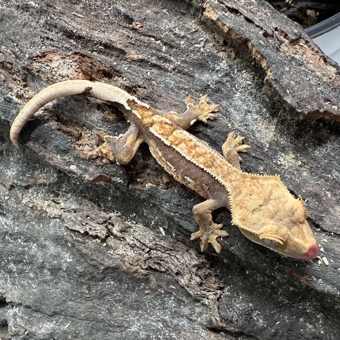Possible Fire Crested Gecko – Unsexed (#G137)