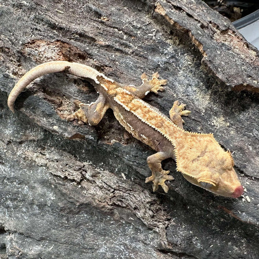 Possible Fire Crested Gecko – Unsexed (#G137)