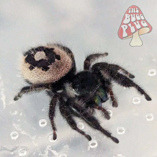 Bold Jumping Spider – "Bryantae" Line (Phidippus audax)