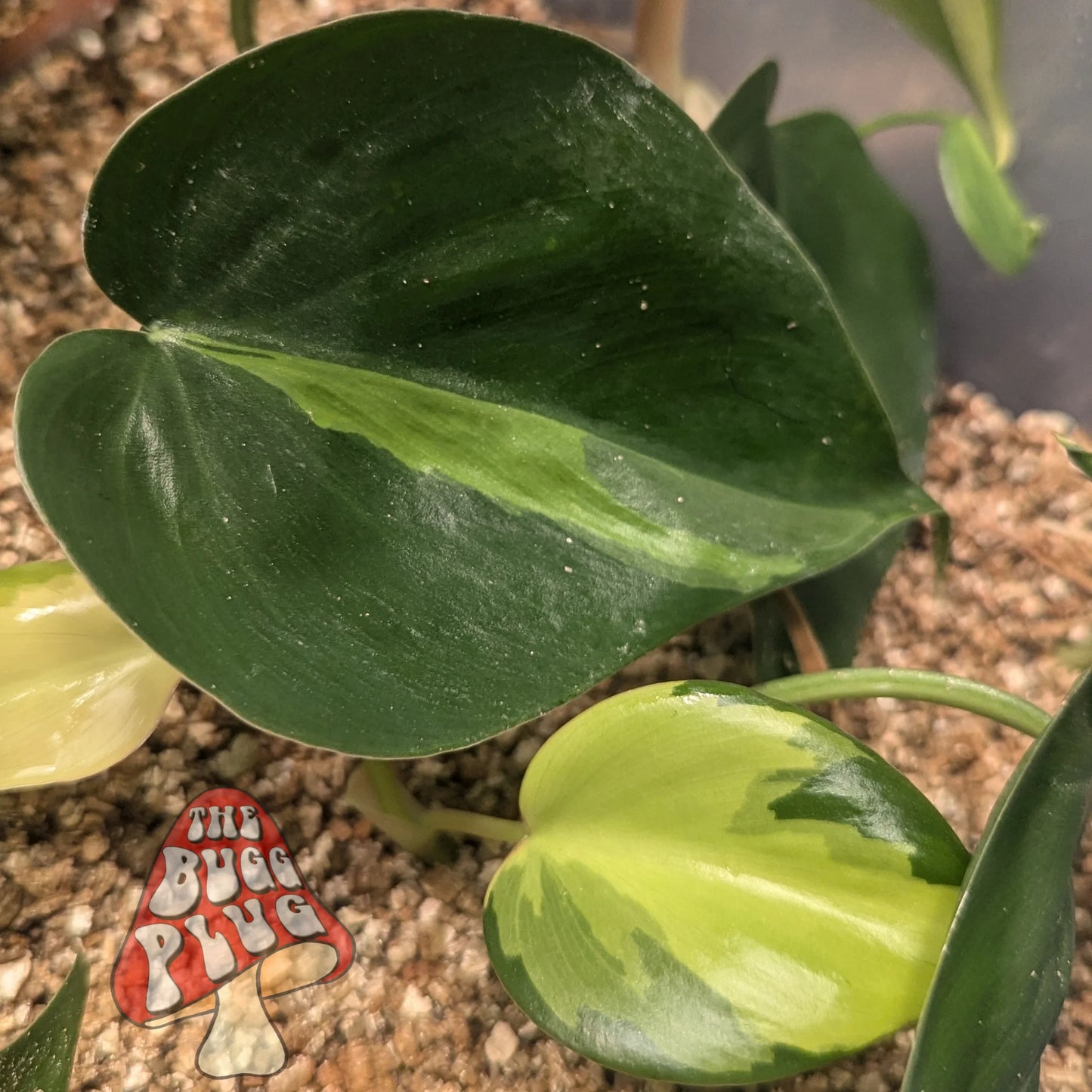 Philodendron (Brasil) – Plant Cutting