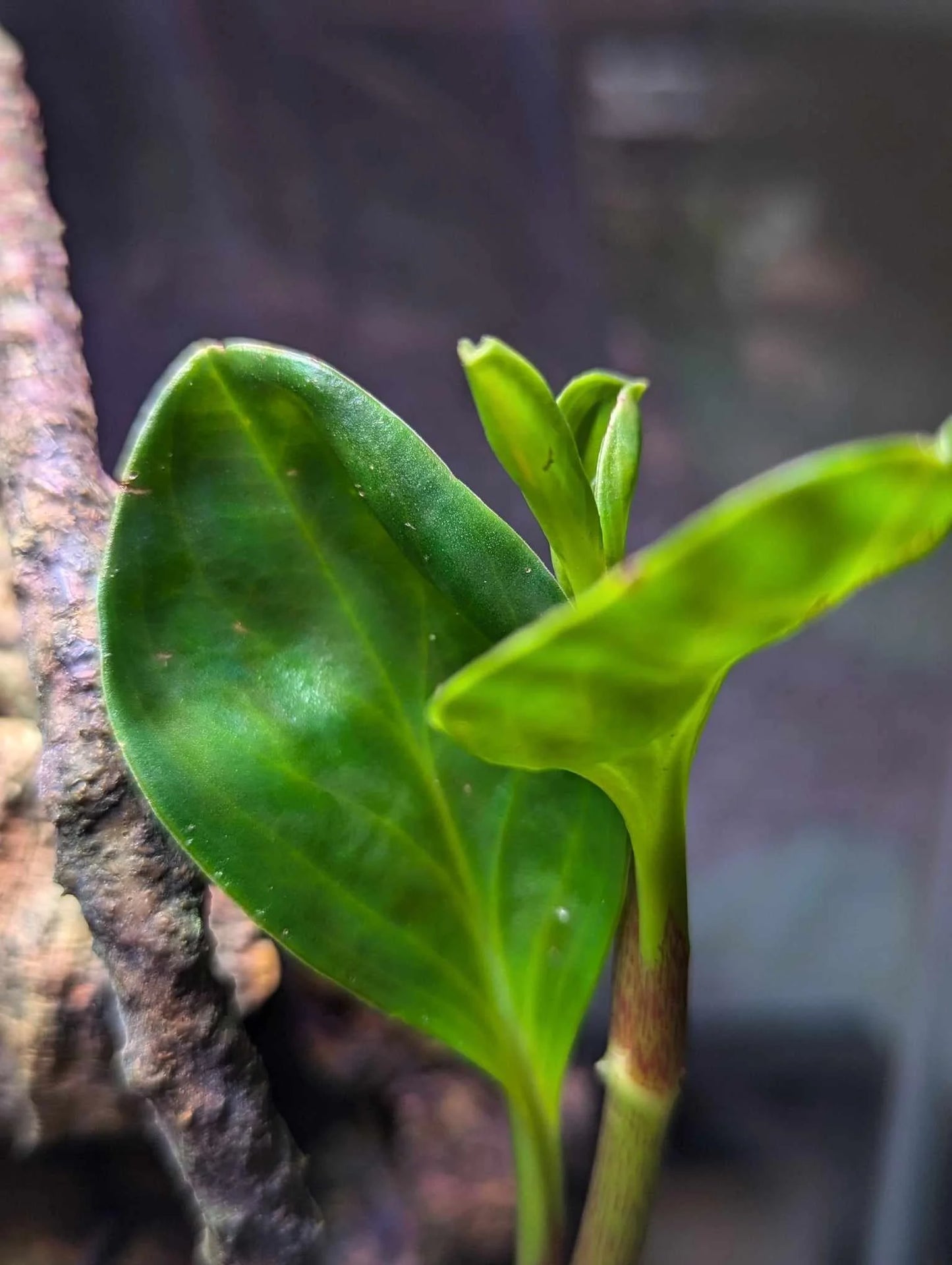 Peperomia (Rubber) – Plant Cutting