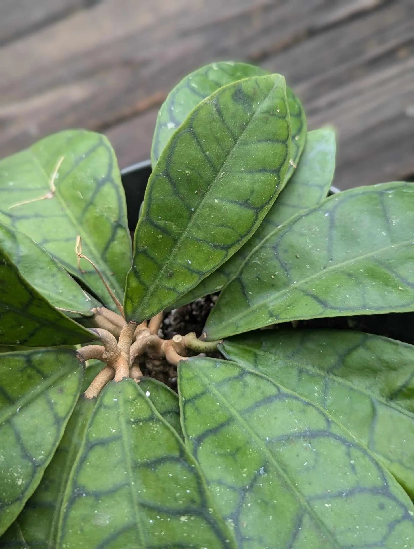 Hoya callistophylla 'Kalimantan' (Kalimantan “Rare Hoya”) – Plant Cutting