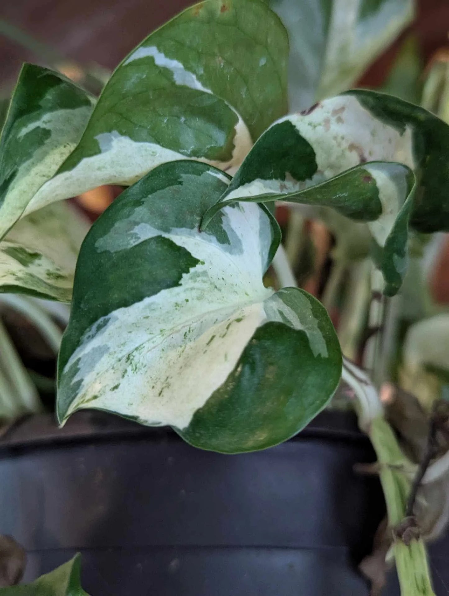Epipremnum aureum (N’Joy Pothos) – Plant Cutting