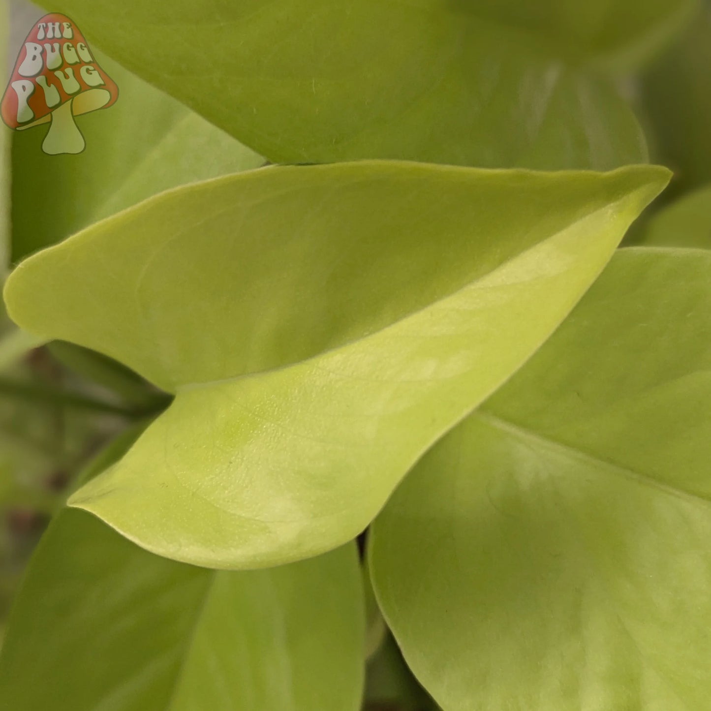 Epipremnum aureum 'Neon' (Neon Pothos) – Plant Cutting