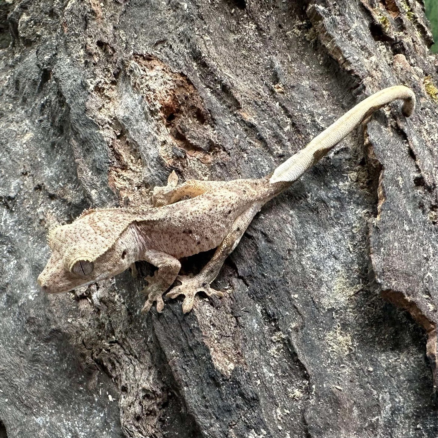 het Axanthic Crested Gecko – Unsexed (#428)