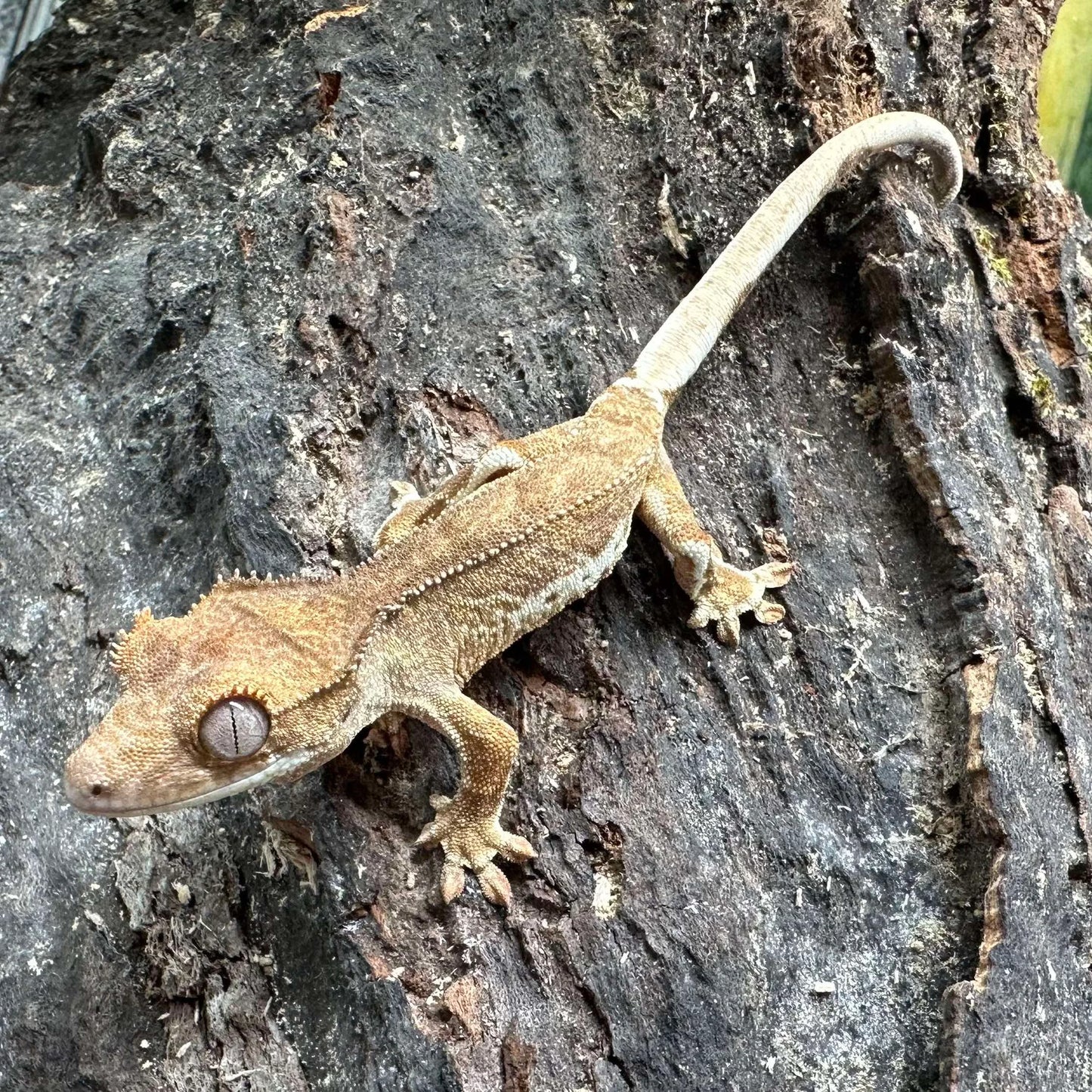 Phantom Lilly White Crested Gecko – Unsexed (#408)