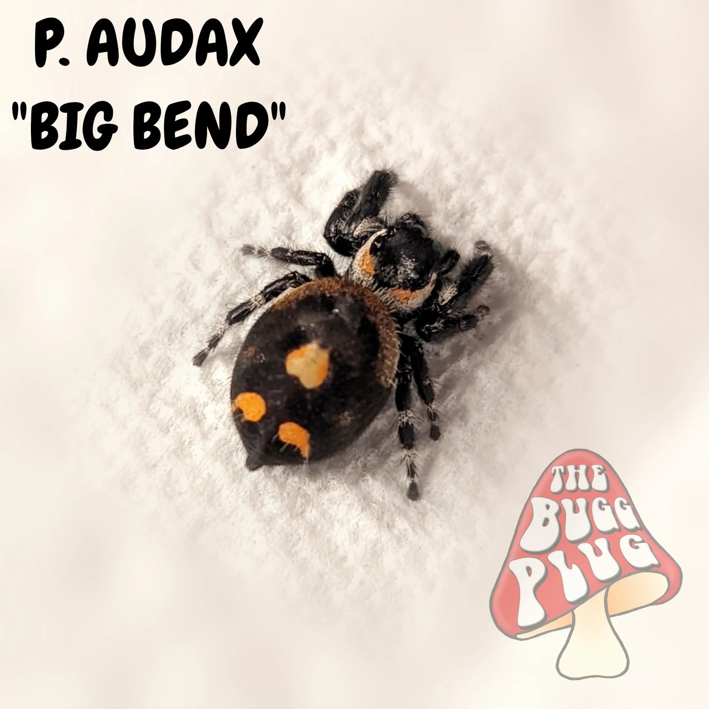 Bold Jumping Spider – "Big Bend" Sling (Phidippus audax)
