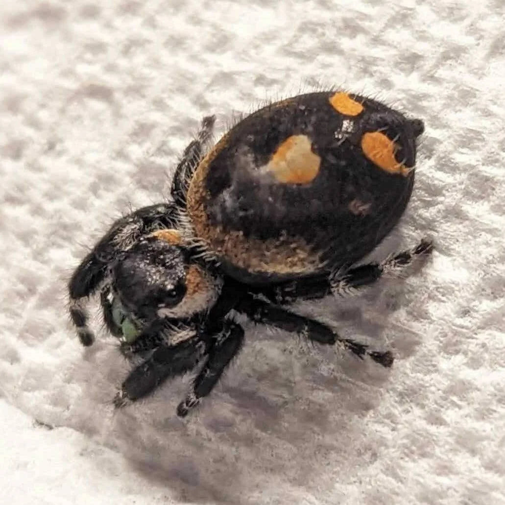 Bold Jumping Spider – "Big Bend" Sling (Phidippus audax)