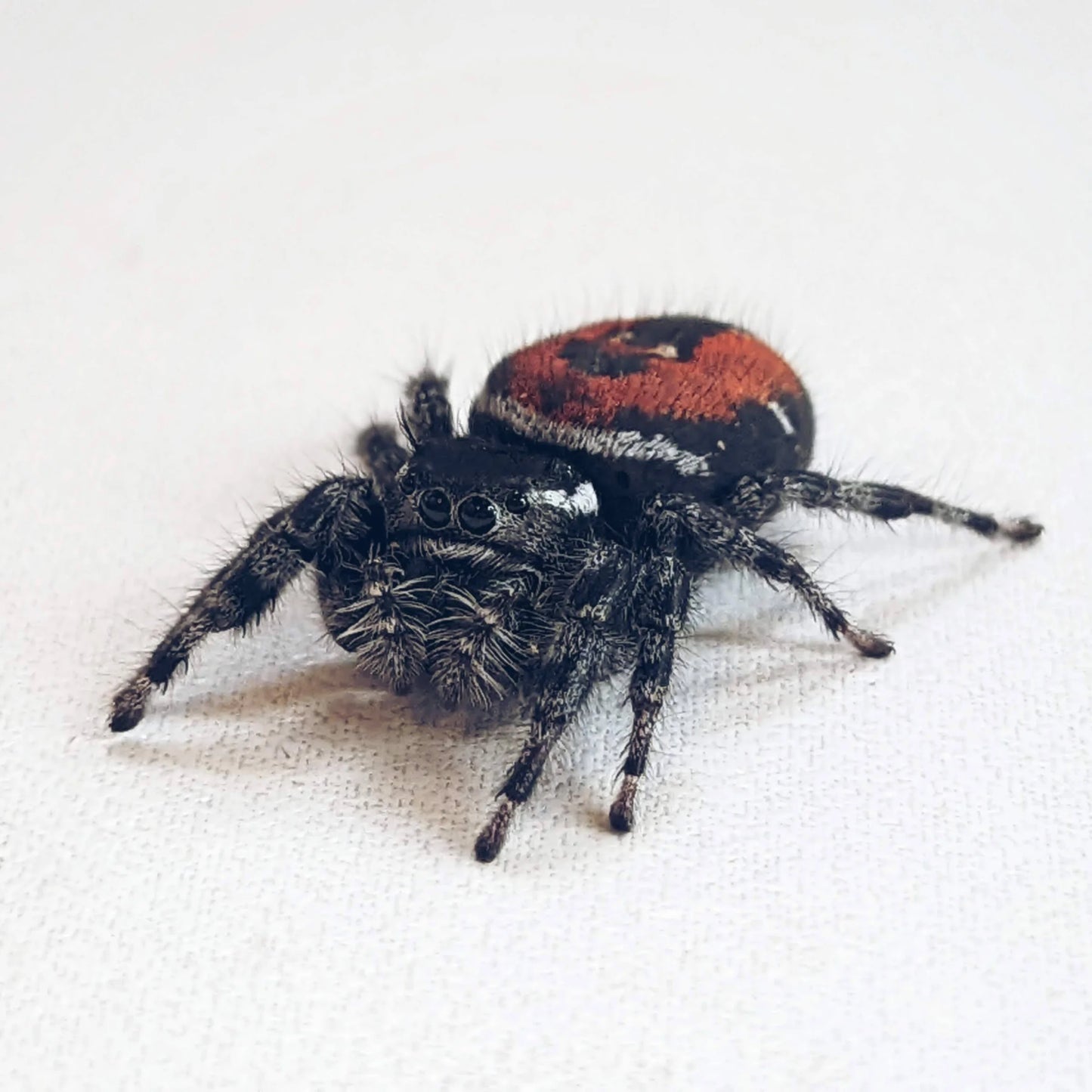 Red Backed Jumping Spider – Sling (Phidippus carneus)
