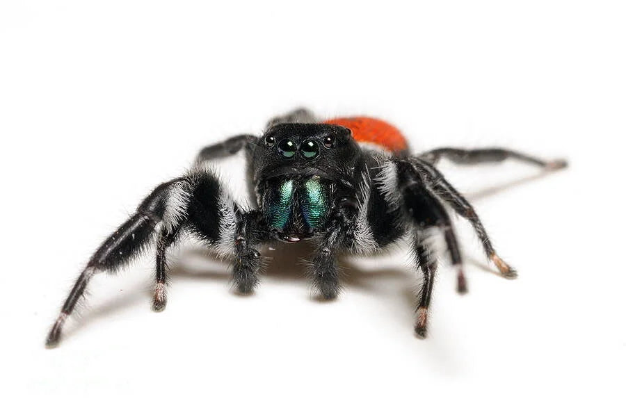 Red Backed Jumping Spider – Sling (Phidippus carneus)