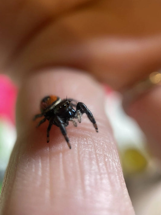 Red Backed Jumping Spider – Sling (Phidippus carneus)