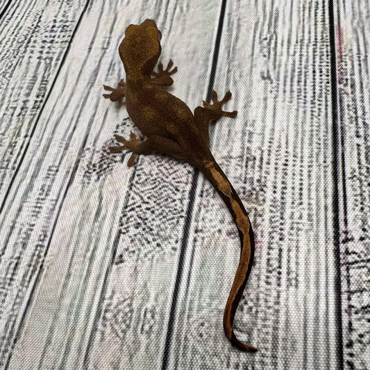 Uroplatus fimbriatus ssp. (Patternless Sarasinorum Gecko) – “Caramelo Line” #1