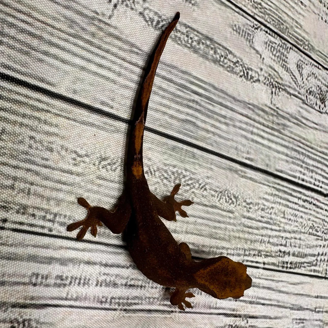 Uroplatus fimbriatus ssp. (Patternless Sarasinorum Gecko) – “Caramelo Line” #2
