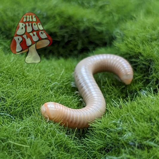 American Giant Pinkleg Albino Millipede ~ Narceus americanus