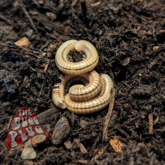 Panama Canal Zone Banded Millipedes ~ Anadenobolus ocraceus