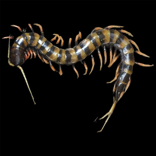 Scolopendra subspinipes (Piceoflava Centipede) ~ 6” Unsexed – Super Rare