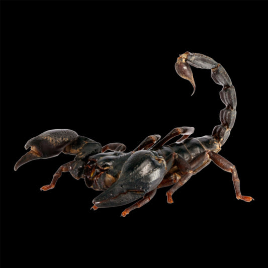 Heterometrus spp. (Asian Forest Scorpion) ~ Subadult/Adult Unsexed