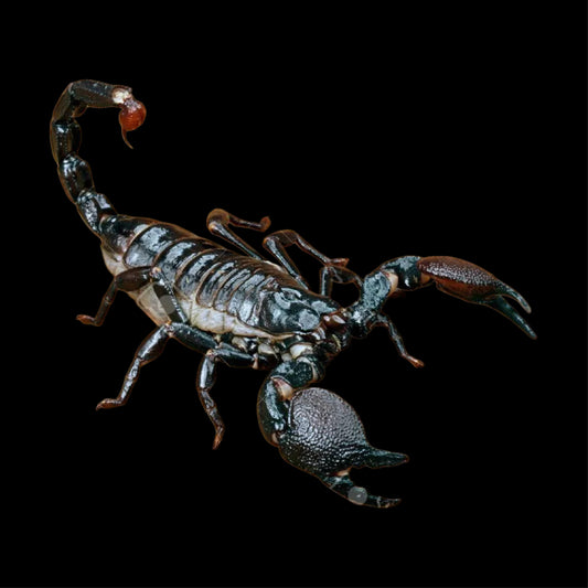 Pandinus imperator (Emperor Scorpion) ~ Subadult/Adult Unsexed