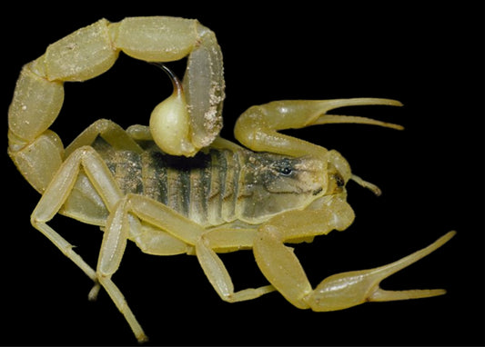 Leiurus quinquestriatus (Deathstalker Scorpion) ~ Adult Suspect Female