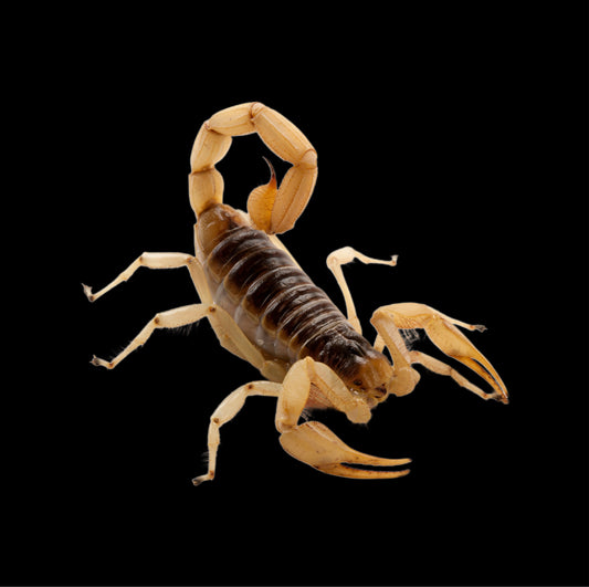 Hadrurus arizonensis (Desert Hairy Scorpion) ~ Subadult/Adult Unsexed