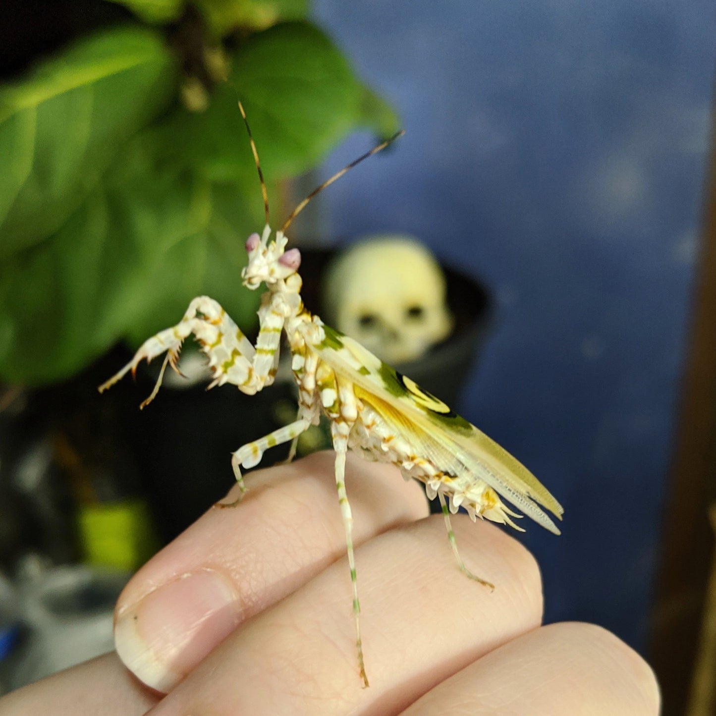 Spiny Flower Mantis – Juvenile (Pseudocreobotra wahlbergii)