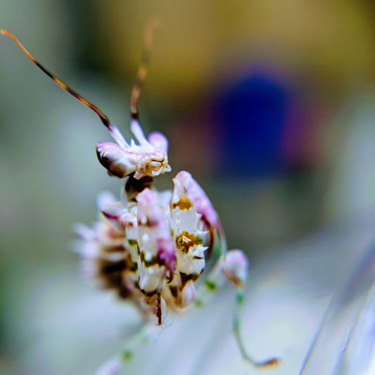 Spiny Flower Mantis – Juvenile (Pseudocreobotra wahlbergii)