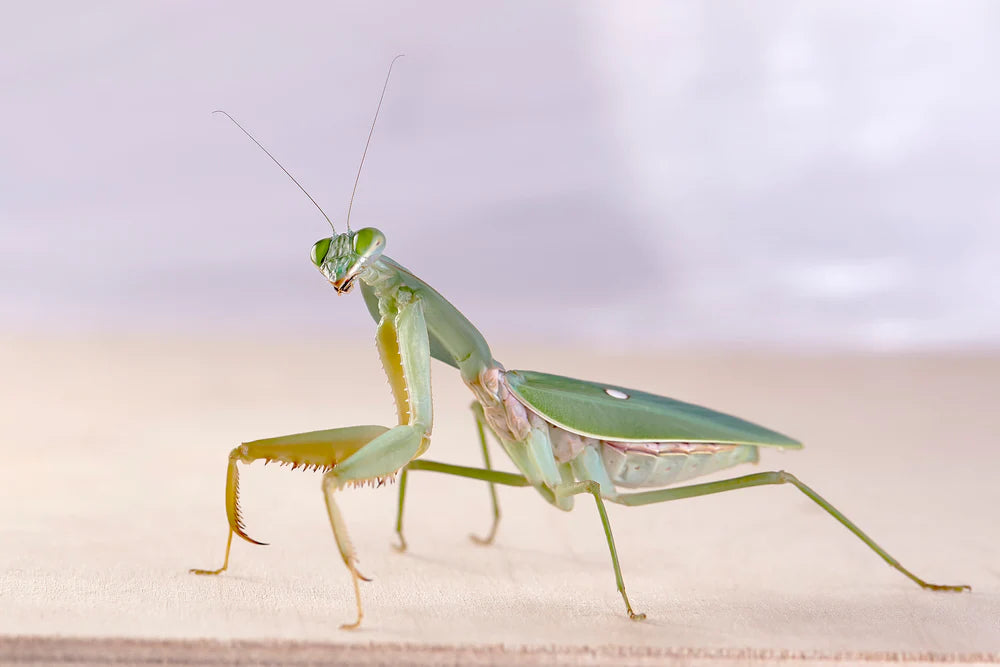 Indonesian Shield Mantis (Rhombodera Stalli) Nymph