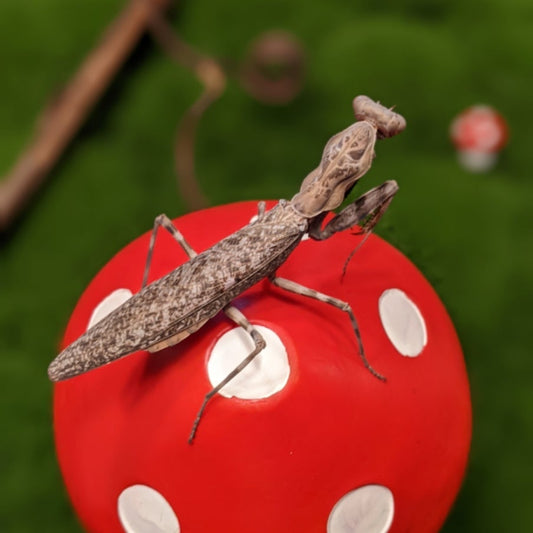 Double Shield Mantis – Nymph (Pnigomantis medioconstricta)