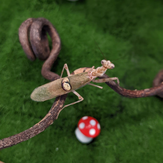 Asian Flower Mantis – Nymph (Creobroter gemmatus)