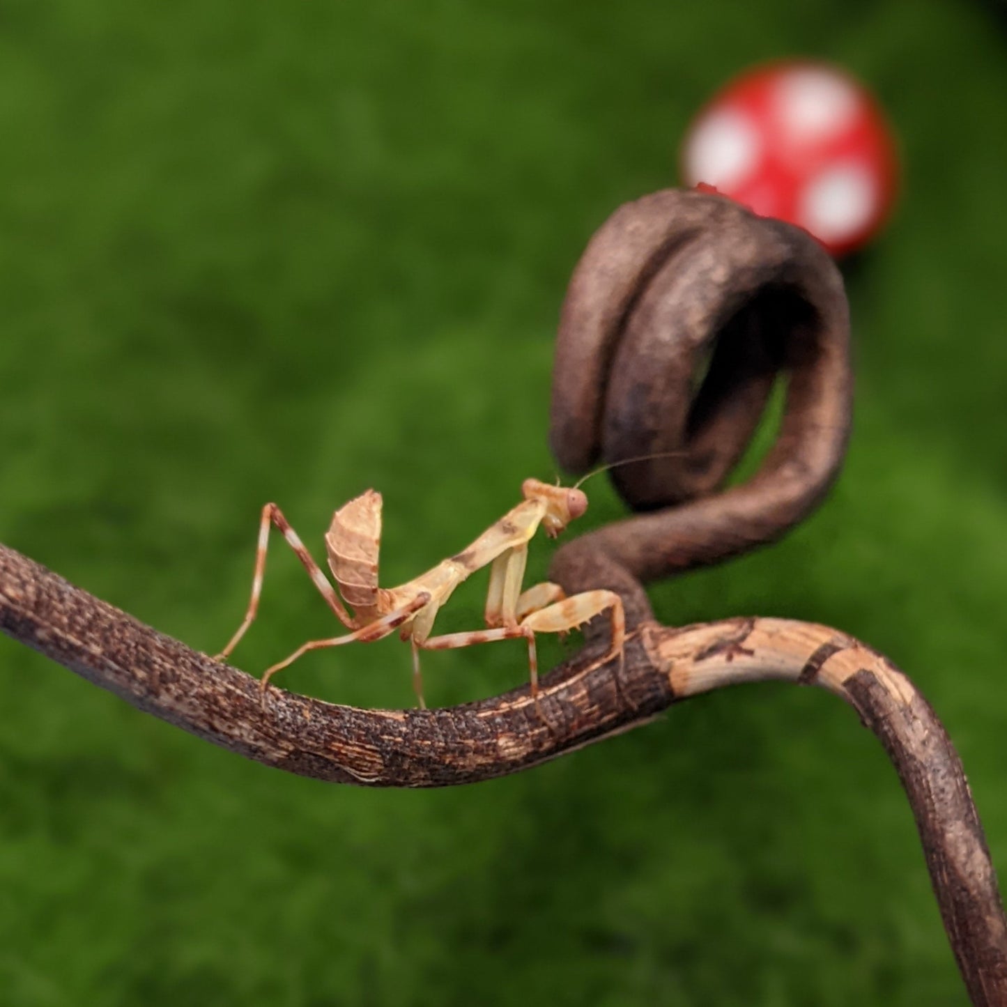 Double Shield Mantis – Nymph (Pnigomantis medioconstricta)