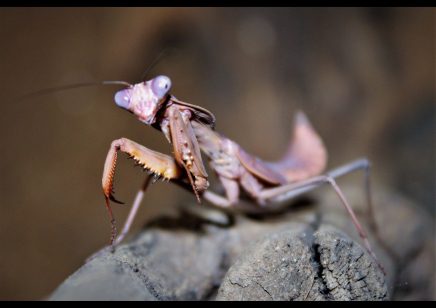 New Guniea Shield Mantis (Tamolanica tamolana ) - Nymph