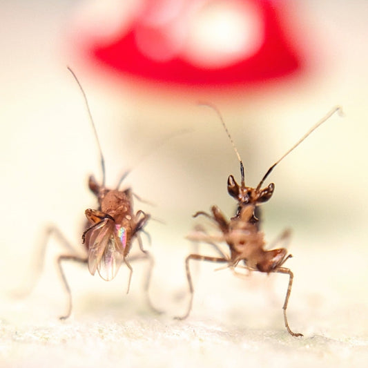 Chinese Flower Mantis – Nymph (Creobroter nebulosa)