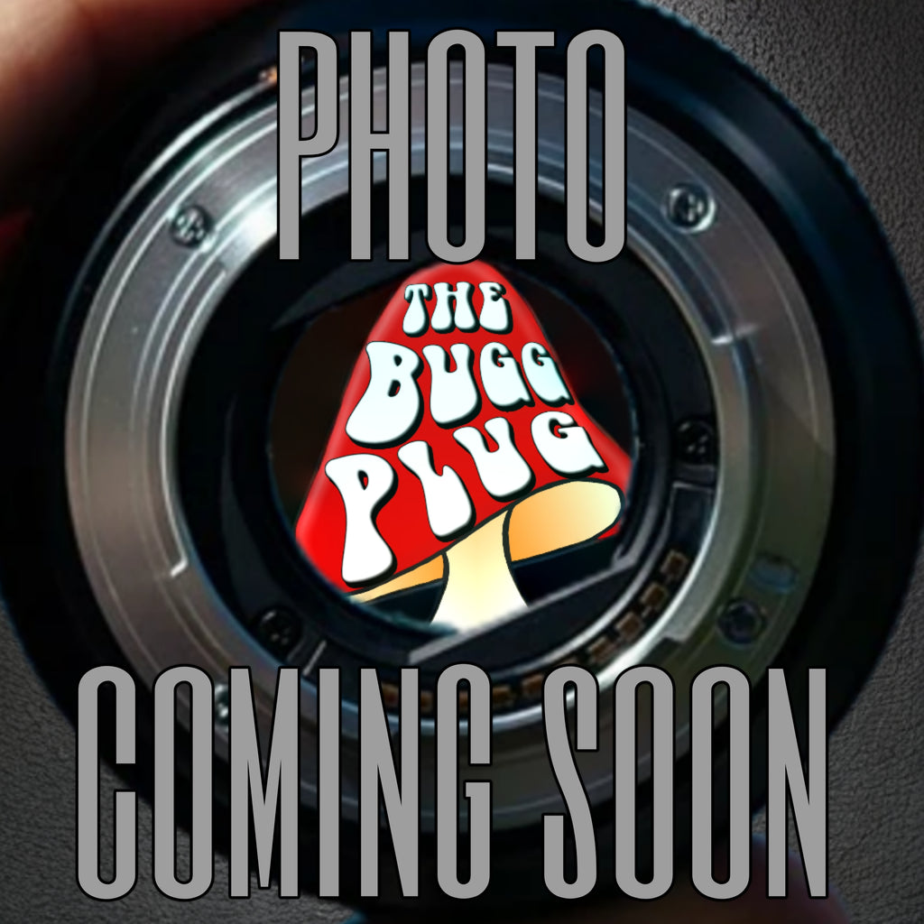 Eresus moravicus ~ Gold Face Velvet Spider – Large 1/2”+ Juvenile suspect Female 1 Year old