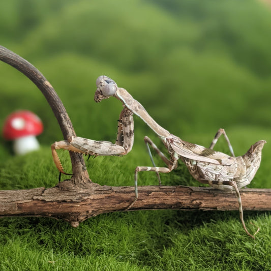 Budwing Mantis – Nymph (Parasphendale agrionina)