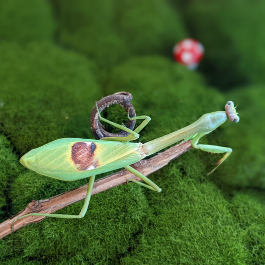 Avocado Mantis – Nymph (Stagmatoptera supplicaria)