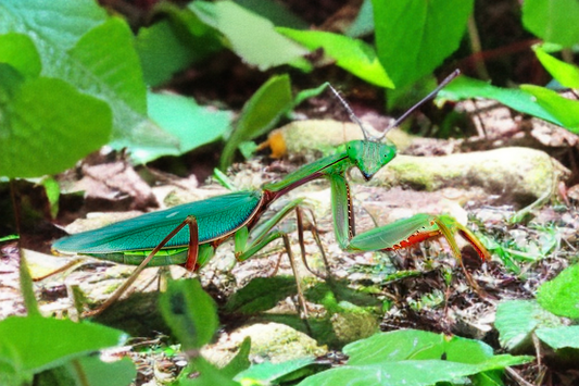 Giant Rainforest Mantis – Nymph (Hierodula majuscula)