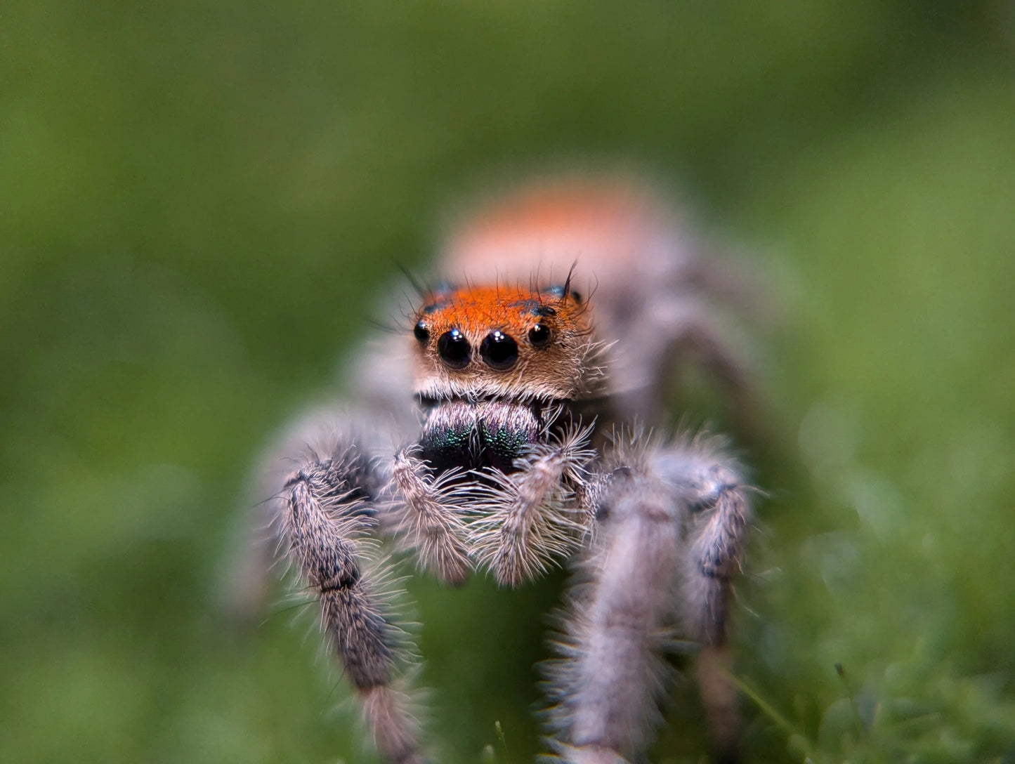 Regal Jumping Spider – Sub-Adult Female (Phidippus regius)