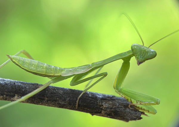 Giant Asian Shield Mantis – Nymph (Rhombodera extensicollis)
