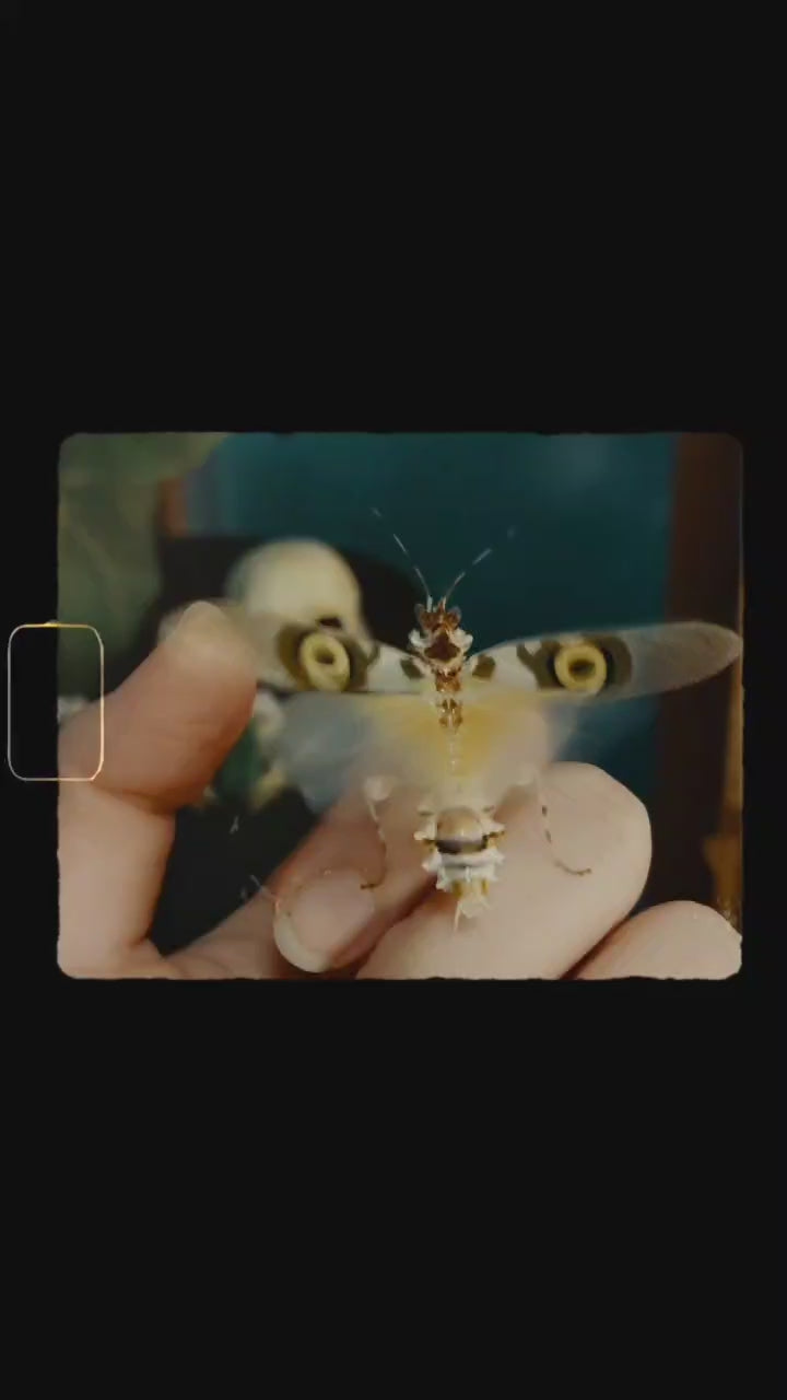 Spiny Flower Mantis – Juvenile (Pseudocreobotra wahlbergii)