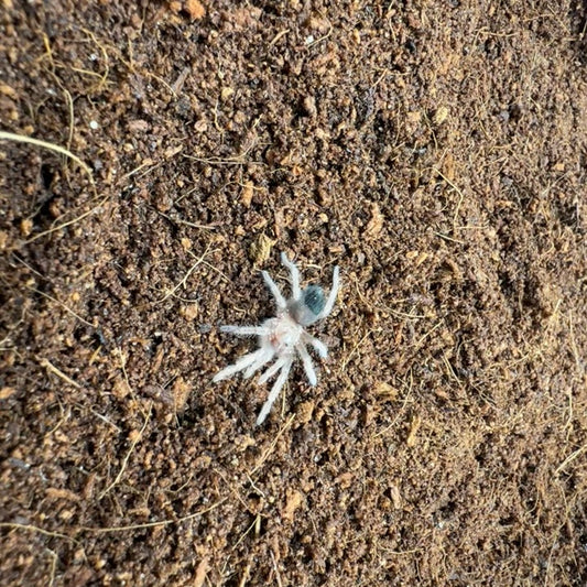 Brachypelma emilia ~ (Mexican Redleg Tarantula) ½" – Unsexed Sling