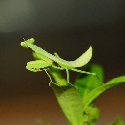 Giant Asian Shield Mantis – Nymph (Rhombodera extensicollis)